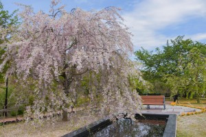 20180413-20180413ベニヤエシダレ　紅八重枝垂　桜２